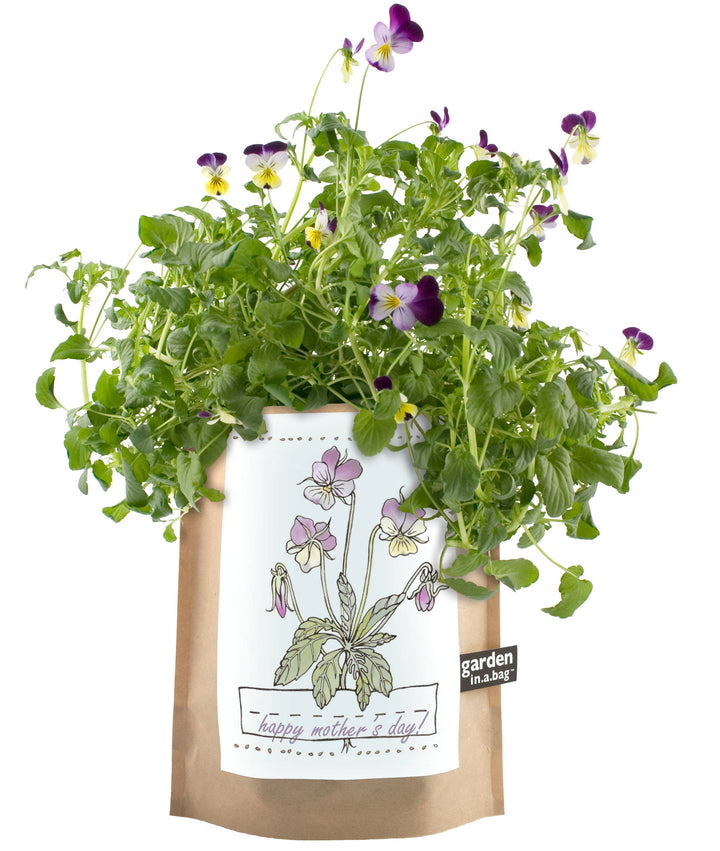 Kids Garden in a Bag |Viola