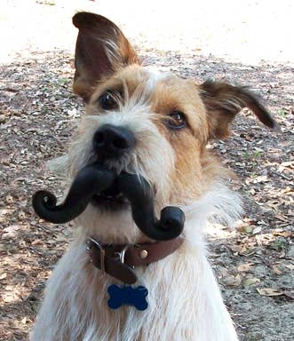 Humunga Stache
