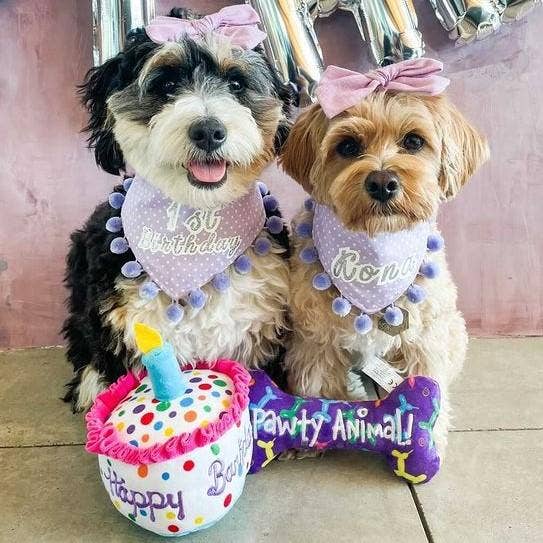 Happy Barkday Cake For Dogs