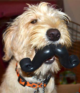 Humunga Stache