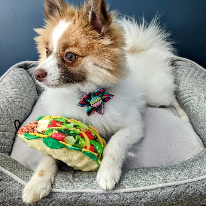Taco Tuesday For Dogs