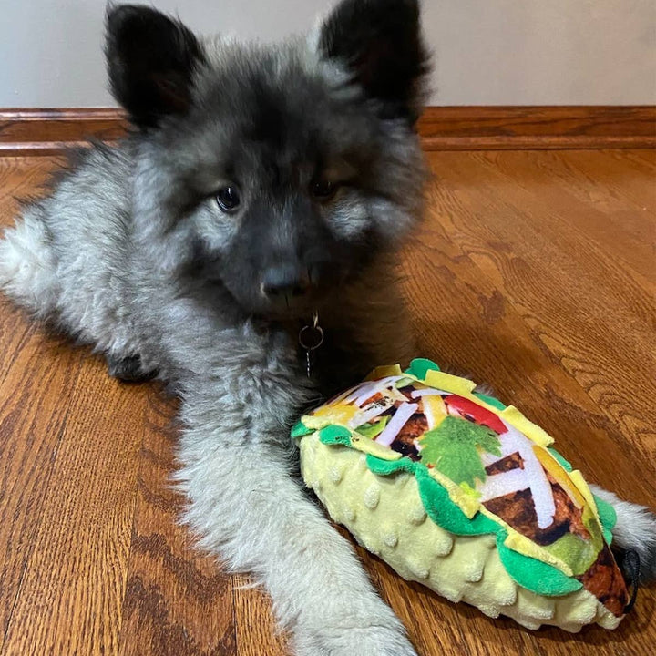 Taco Tuesday For Dogs
