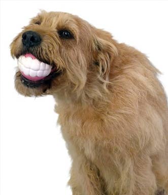 Humunga Chomp