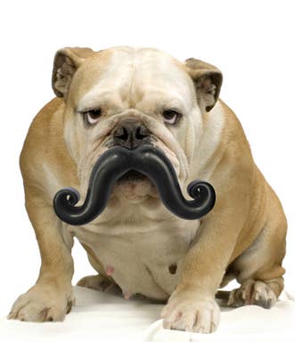 Humunga Stache