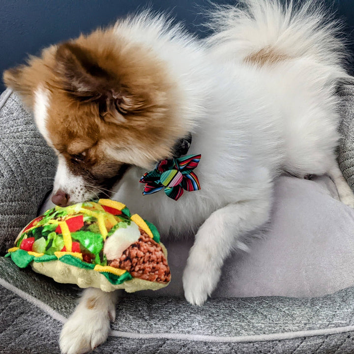 Taco Tuesday For Dogs