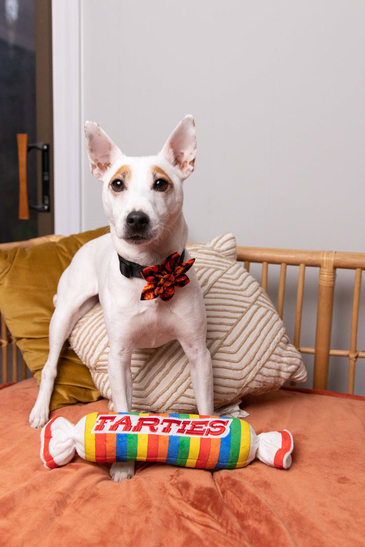 Farties For Dogs