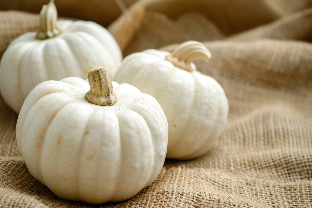 5.5 oz Wax Melts Fall: White Pumpkin