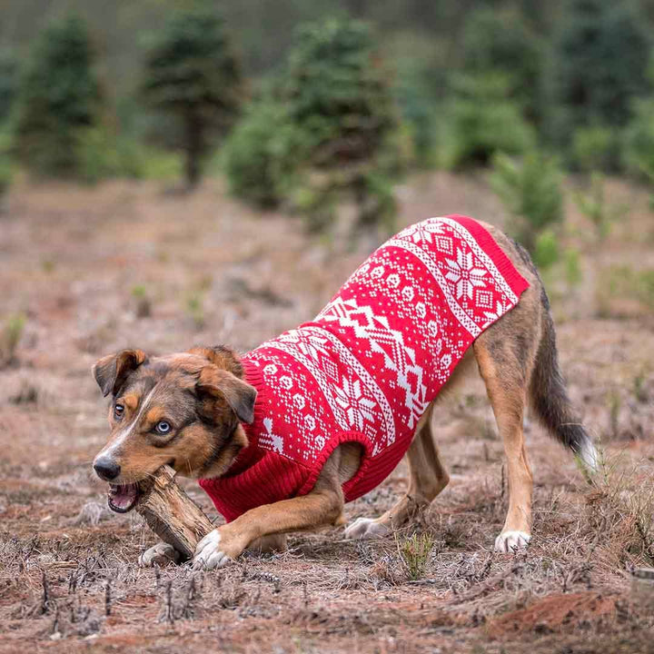 Holiday Family Sweater,  Snowflakes Sweater in True Red