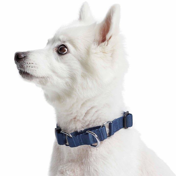 5 Colors, Classic Martingale Dog Collar