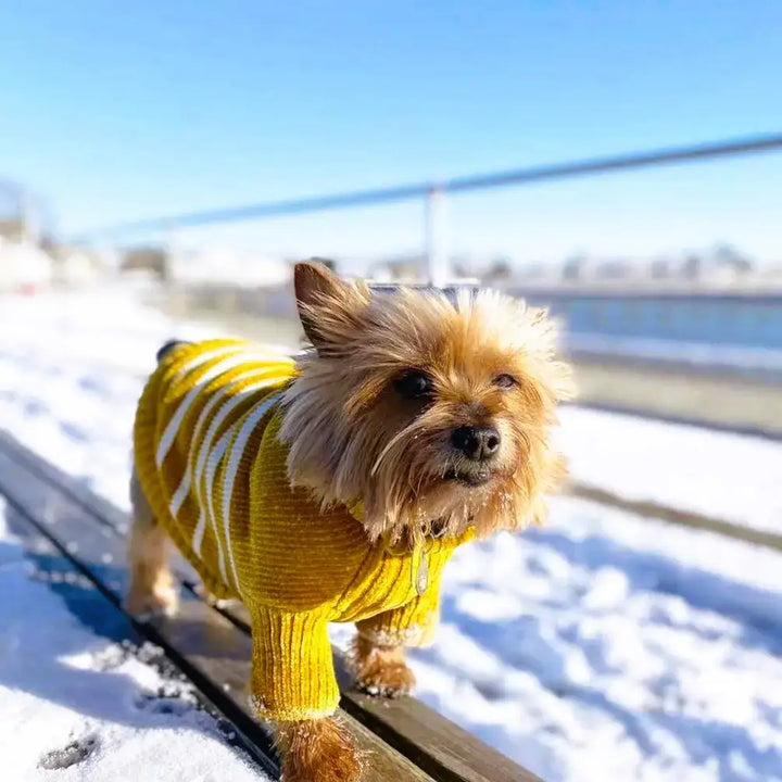 Ultra Soft Chenille Dog Sweater, Small to Large Breeds