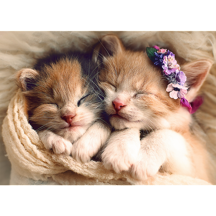 500 Piece Jigsaw Puzzles, Sleeping Kittens