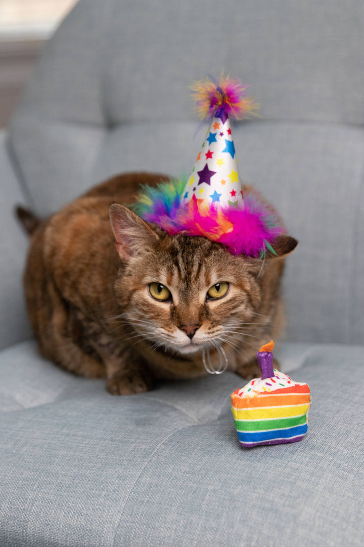 Funfetti Cake for Cats