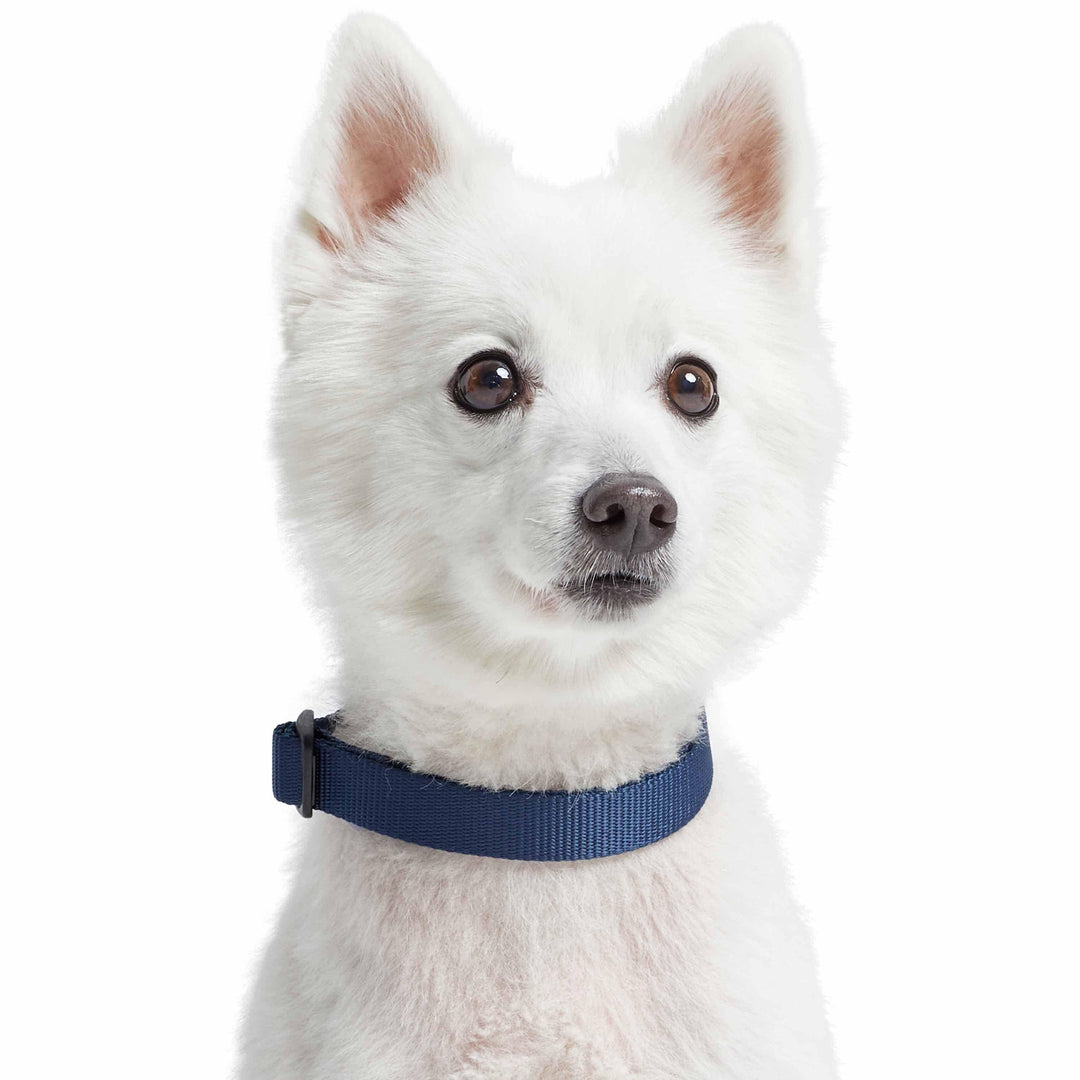 5 Colors, Classic Martingale Dog Collar