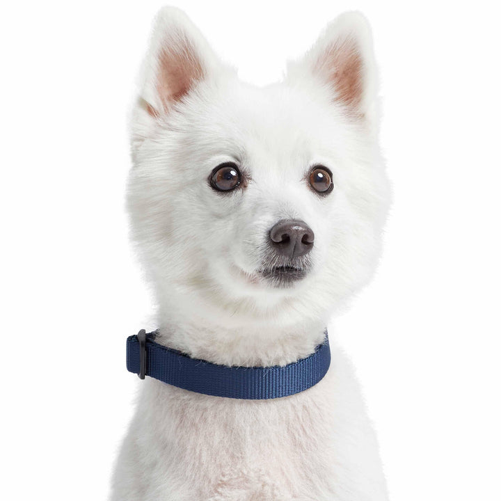 5 Colors, Classic Martingale Dog Collar