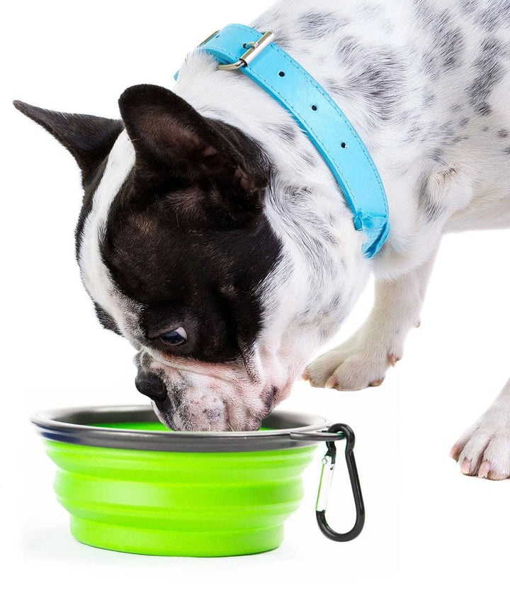 Collapsible Doggie Dish